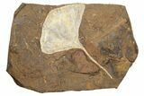 Monster Fossil Ginkgo Leaf From North Dakota - Paleocene #262272-1